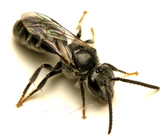 Chilalictus