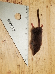 Sorex cinereus