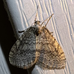 Operophtera bruceata