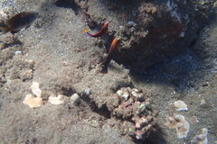 Plectroglyphidodon marginatus