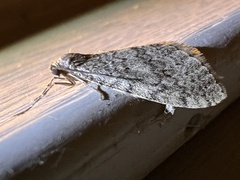 Operophtera bruceata
