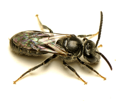 Chilalictus