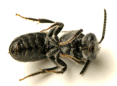 Chilalictus