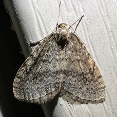 Operophtera bruceata