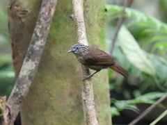 Macronus striaticeps