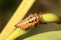 Eurymeloides marmorata