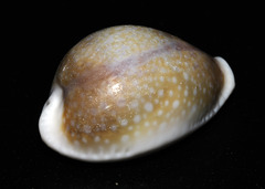 Naria miliaris