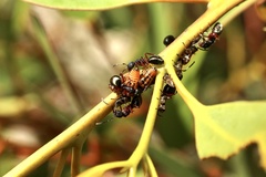 Eurymeloides marmorata