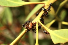 Eurymeloides marmorata