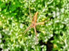 Argiope protensa