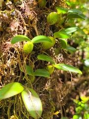Bulbophyllum nutans