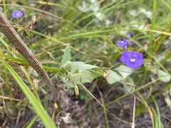 Mimulus gracilis