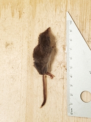 Sorex cinereus