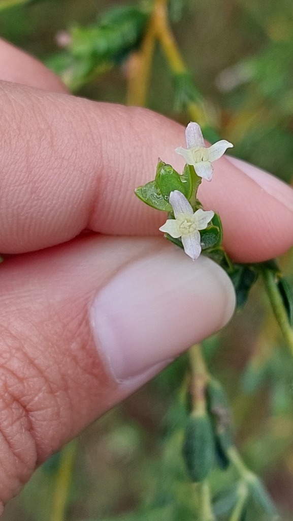 Gnidia caniflora from Garden Route District Municipality, South Africa ...