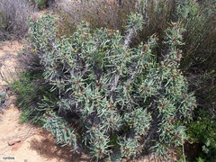 Euphorbia loricata