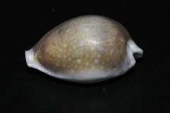 Naria miliaris