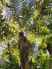 Cyathea glauca