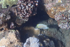 Chaetodon ornatissimus