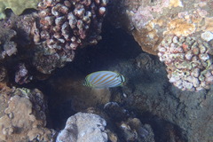 Chaetodon ornatissimus