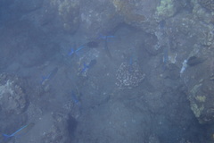 Caranx melampygus