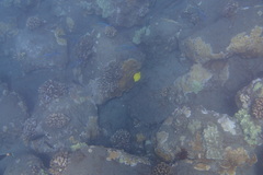 Caranx melampygus