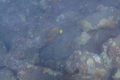 Caranx melampygus