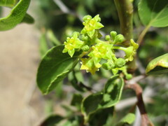 Ziziphus mucronata image