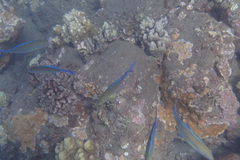 Caranx melampygus