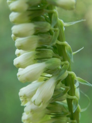 Digitalis micrantha