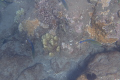 Caranx melampygus