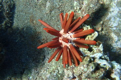Heterocentrotus mamillatus