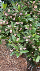 Rhodomyrtus tomentosa