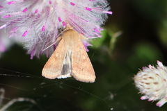 Helicoverpa punctigera