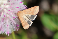 Helicoverpa punctigera