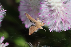 Helicoverpa punctigera