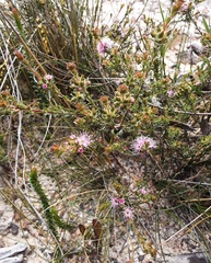Kunzea capitata seminuda