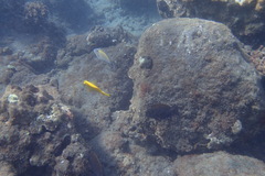 Acanthurus nigrofuscus