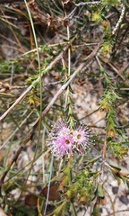 Kunzea capitata seminuda