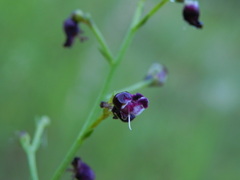 Scrophularia canina