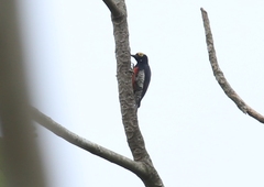 Melanerpes cruentatus
