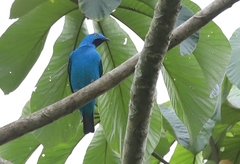 Cotinga maynana