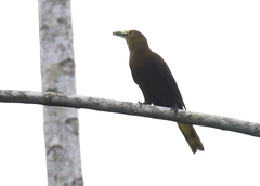 Psarocolius angustifrons