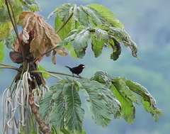 Ramphocelus carbo