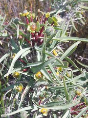 Euphorbia loricata