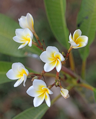 Plumeria