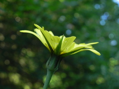 Tragopogon orientalis