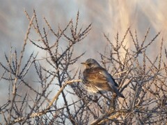 Turdus pilaris