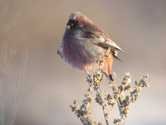 Carpodacus sibiricus