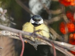 Parus major