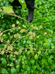 Pennantia corymbosa